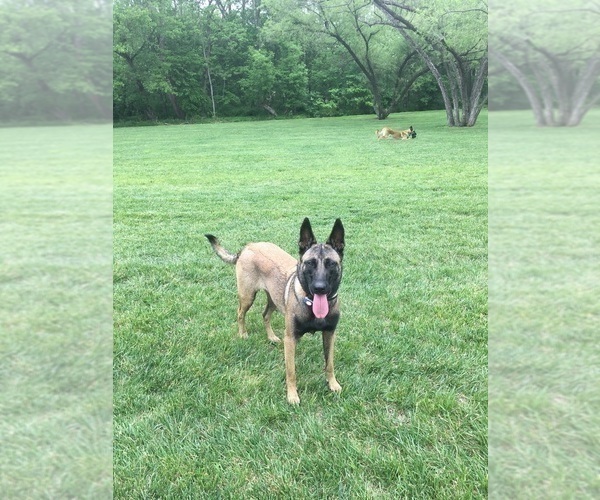 Medium Photo #1 Belgian Malinois Puppy For Sale in FAIRPLAY, MD, USA