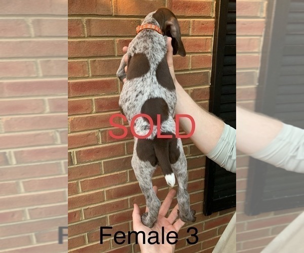 Medium Photo #16 German Shorthaired Pointer Puppy For Sale in MARIETTA, GA, USA