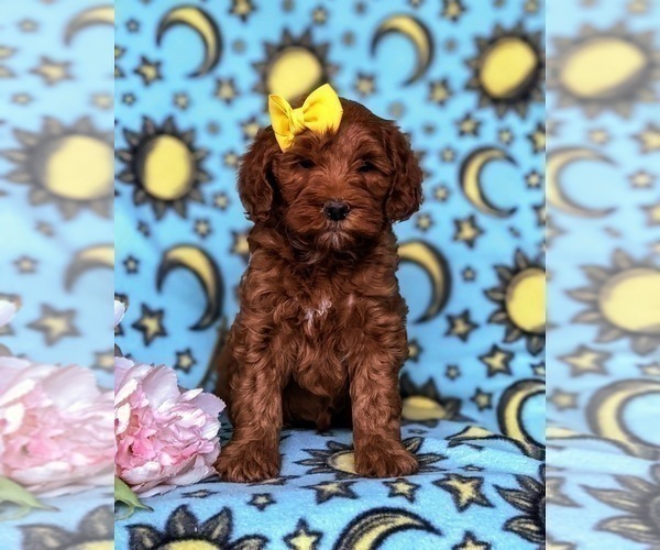 Medium Photo #6 Goldendoodle-Poodle (Miniature) Mix Puppy For Sale in LINCOLN UNIVERSITY, PA, USA