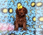 Small Photo #6 Goldendoodle-Poodle (Miniature) Mix Puppy For Sale in LINCOLN UNIVERSITY, PA, USA