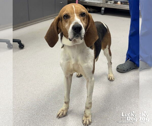 Medium Photo #1 Treeing Walker Coonhound-Unknown Mix Puppy For Sale in Washington, DC, USA