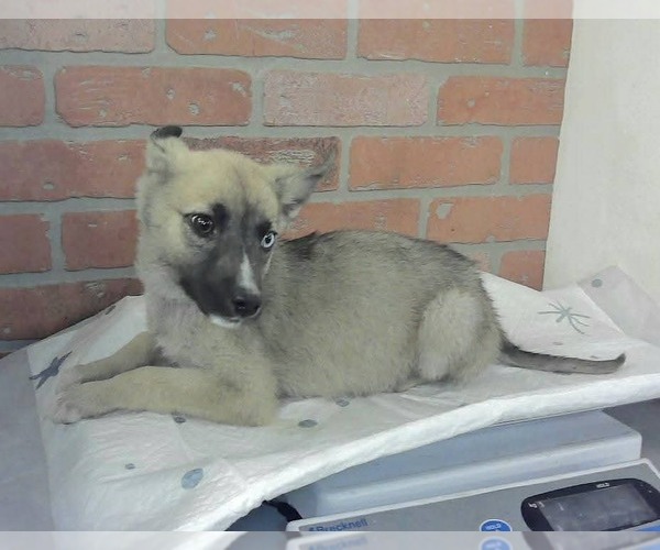 Medium Photo #2 German Shepherd Dog-Unknown Mix Puppy For Sale in Lakewood, CO, USA