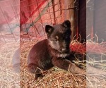 Small Photo #19 German Shepherd Dog Puppy For Sale in COWGILL, MO, USA