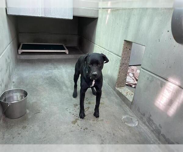 Medium Photo #1 Labrador Retriever Puppy For Sale in Pasadena, CA, USA