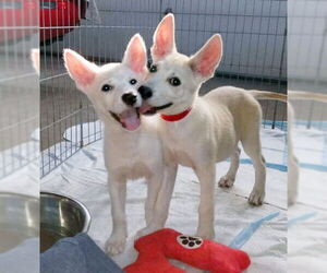- Mix Dogs for adoption in Phoenix, AZ, USA