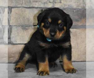 Rottweiler Puppy for sale in MOHRSVILLE, PA, USA