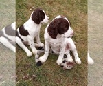 Small Photo #23 English Springer Spaniel Puppy For Sale in LEWISBERRY, PA, USA