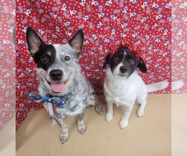 Medium Photo #7 Mutt Puppy For Sale in FAIRLAWN, OH, USA