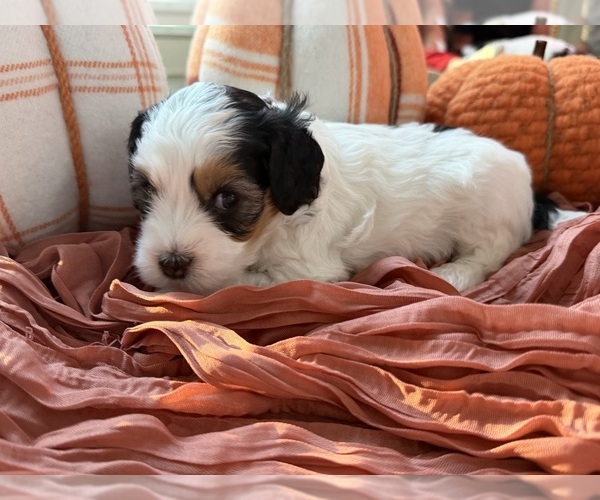Medium Photo #6 Miniature Bernedoodle Puppy For Sale in WOODSTOCK, GA, USA