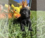 Small #7 Labrador Retriever