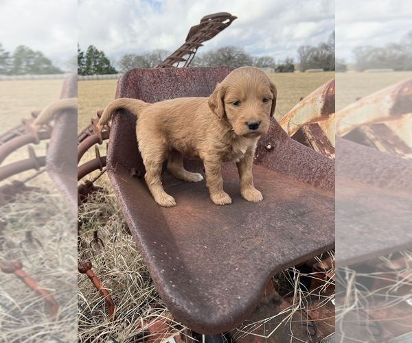 Medium Photo #4 Goldendoodle Puppy For Sale in CEDAR HILL, TX, USA