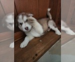 Small #1 Australian Shepherd-Siberian Husky Mix