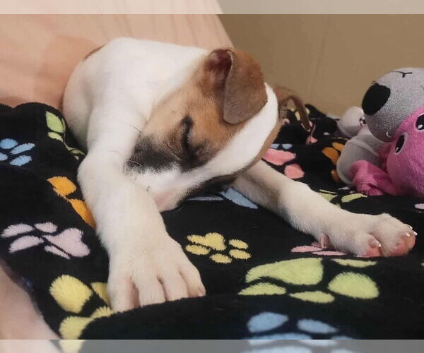 Medium Photo #4 Jack Russell Terrier-Unknown Mix Puppy For Sale in Grafton, WI, USA