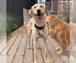 Small #3 Labrador Retriever-Retriever  Mix