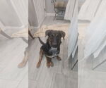 Small #3 German Shepherd Dog