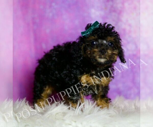 Medium Photo #23 Poodle (Toy) Puppy For Sale in WARSAW, IN, USA