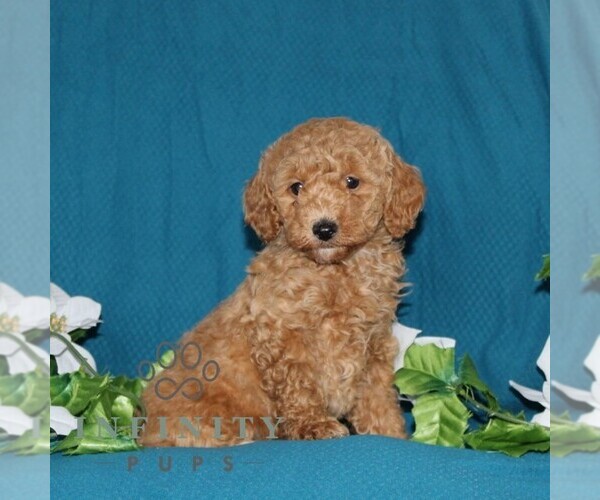 Medium Photo #3 Goldendoodle (Miniature) Puppy For Sale in OXFORD, PA, USA