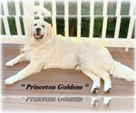 Small Photo #8 English Cream Golden Retriever Puppy For Sale in PRINCETON, WV, USA