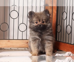 Mal-Shi Puppy for sale in NAPLES, FL, USA