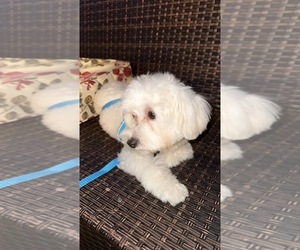 Maltipoo Puppy for sale in INDIANAPOLIS, IN, USA