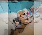 Puppy Puppy 2 Samoyed
