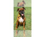 Small #4 Boxer