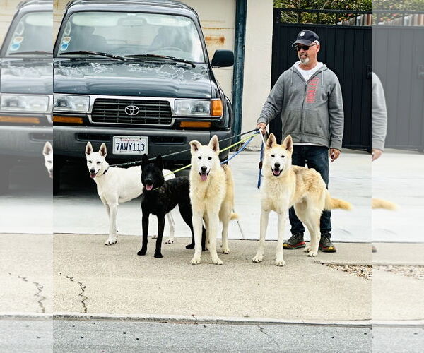 Medium Photo #2 - Mix Puppy For Sale in Newport Beach, CA, USA