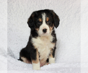 Entlebucher Mountain Dog-Poodle (Miniature) Mix Puppy for sale in HONEY BROOK, PA, USA