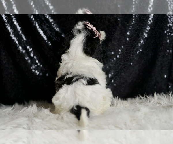 Medium Photo #5 Cavapoo (Miniature) Puppy For Sale in WARSAW, IN, USA