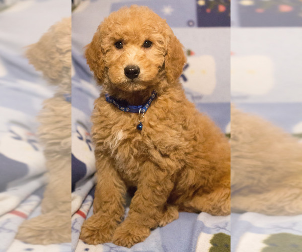 Medium Photo #8 Goldendoodle Puppy For Sale in MILWAUKEE, WI, USA