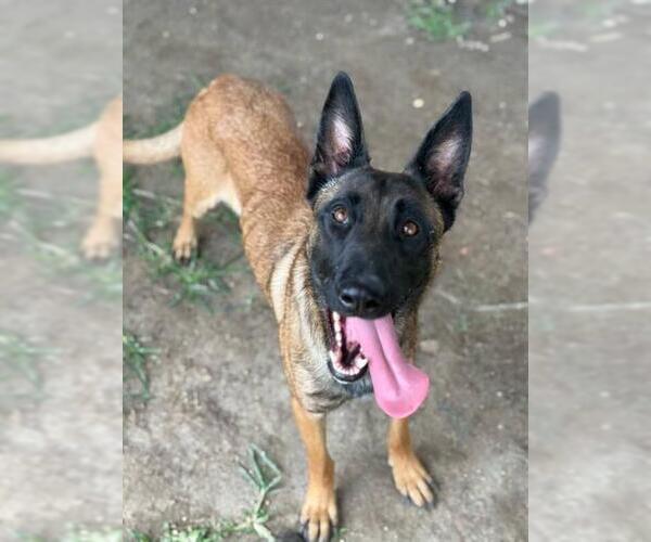 Medium Photo #2 Mutt Puppy For Sale in Riverside, CA, USA