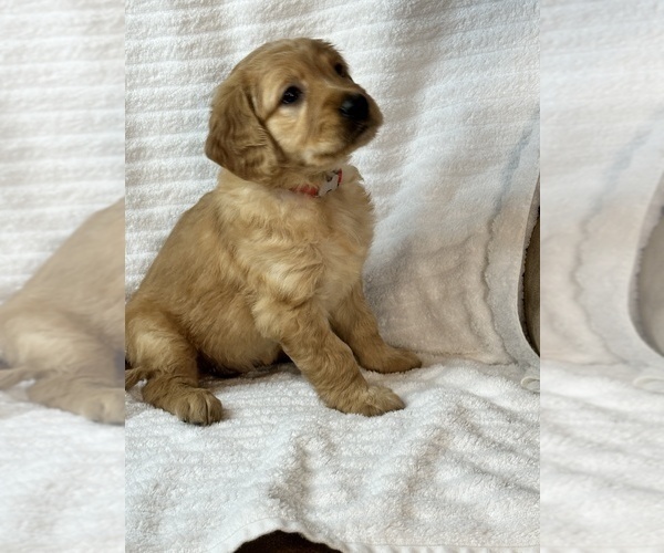 Medium Photo #6 Golden Retriever Puppy For Sale in BRANDON, FL, USA