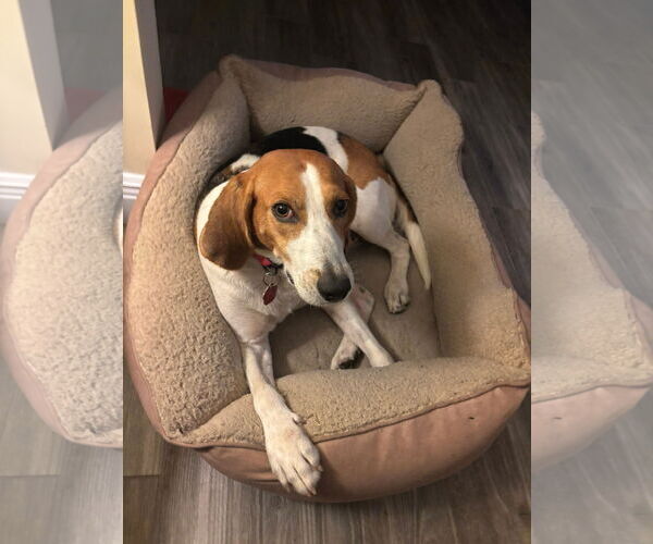 Medium Photo #3 Beagle-Unknown Mix Puppy For Sale in Sanderson, FL, USA