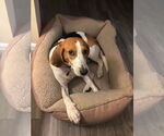 Small #2 Beagle Mix
