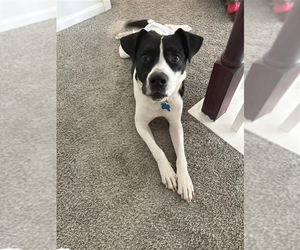 Pointer-Unknown Mix Dogs for adoption in Minneapolis, MN, USA