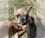 Small Photo #2 French Bulldog Puppy For Sale in VINELAND, NJ, USA