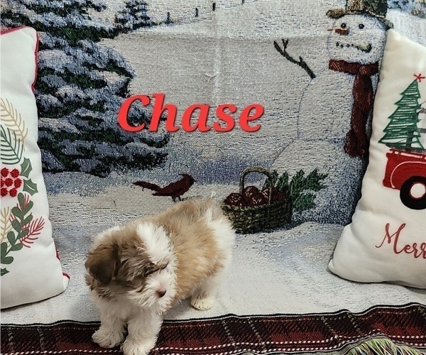 Medium Photo #5 Havanese Puppy For Sale in ALBION, PA, USA