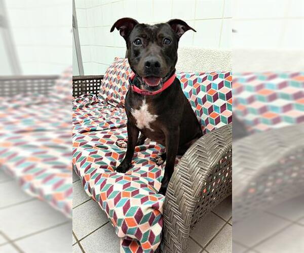 Medium Photo #3 American Pit Bull Terrier Puppy For Sale in Canfield, OH, USA