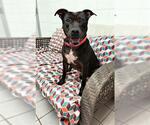Small #2 American Pit Bull Terrier