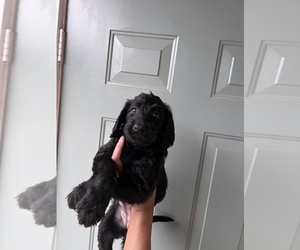 Labradoodle Puppy for Sale in WARNER ROBINS, Georgia USA