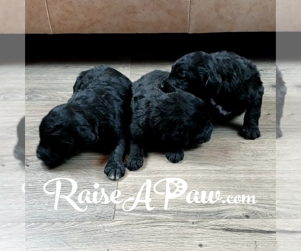 Medium Photo #3 Schnoodle (Giant) Puppy For Sale in OVERGAARD, AZ, USA