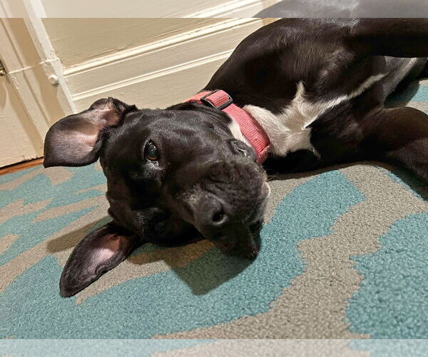 Medium Photo #3 American Pit Bull Terrier-Unknown Mix Puppy For Sale in Forest, VA, USA
