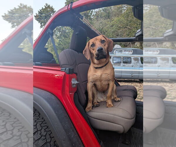 Medium Photo #21 Mutt Puppy For Sale in Vail, AZ, USA