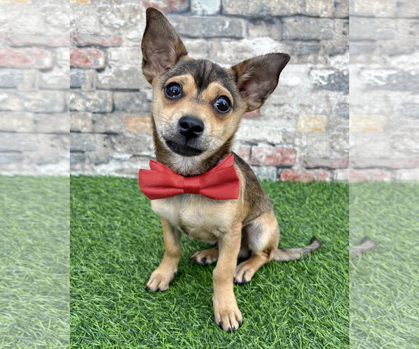Medium Photo #3 Mutt Puppy For Sale in Corona, CA, USA
