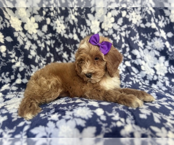 Medium Photo #5 Cockapoo Puppy For Sale in LAKELAND, FL, USA