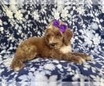 Small #4 Cockapoo