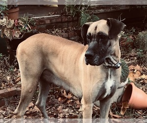 Mother of the Great Dane puppies born on 04/01/2026