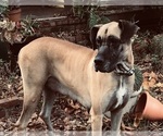 Small Photo #1 Great Dane Puppy For Sale in THOMSON, GA, USA