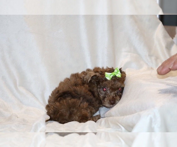 Medium Photo #10 Poodle (Toy) Puppy For Sale in DYERSBURG, TN, USA