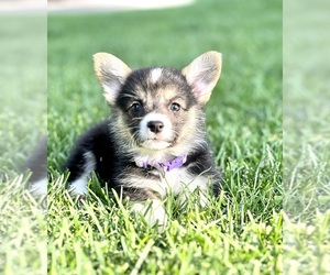 Pembroke Welsh Corgi Puppy for sale in HERRIMAN, UT, USA